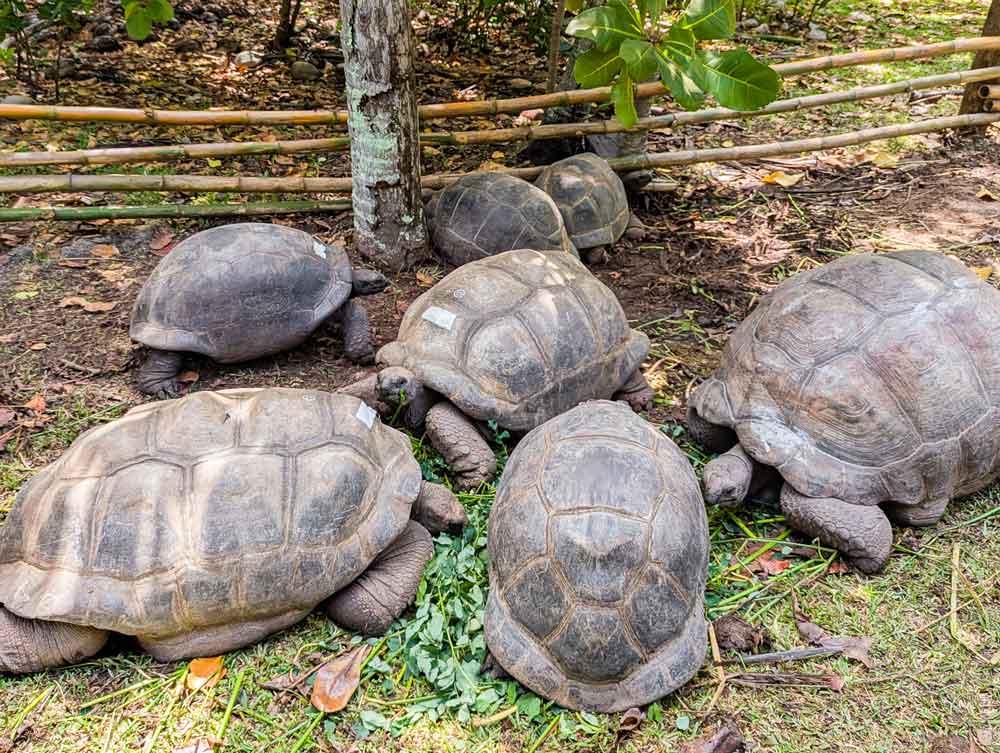 50 Aldabra Giant Tortoises Released Onto the Seychelles’ North Island 50 Aldabra Giant Tortoises Released Onto the Seychelles’ North Island