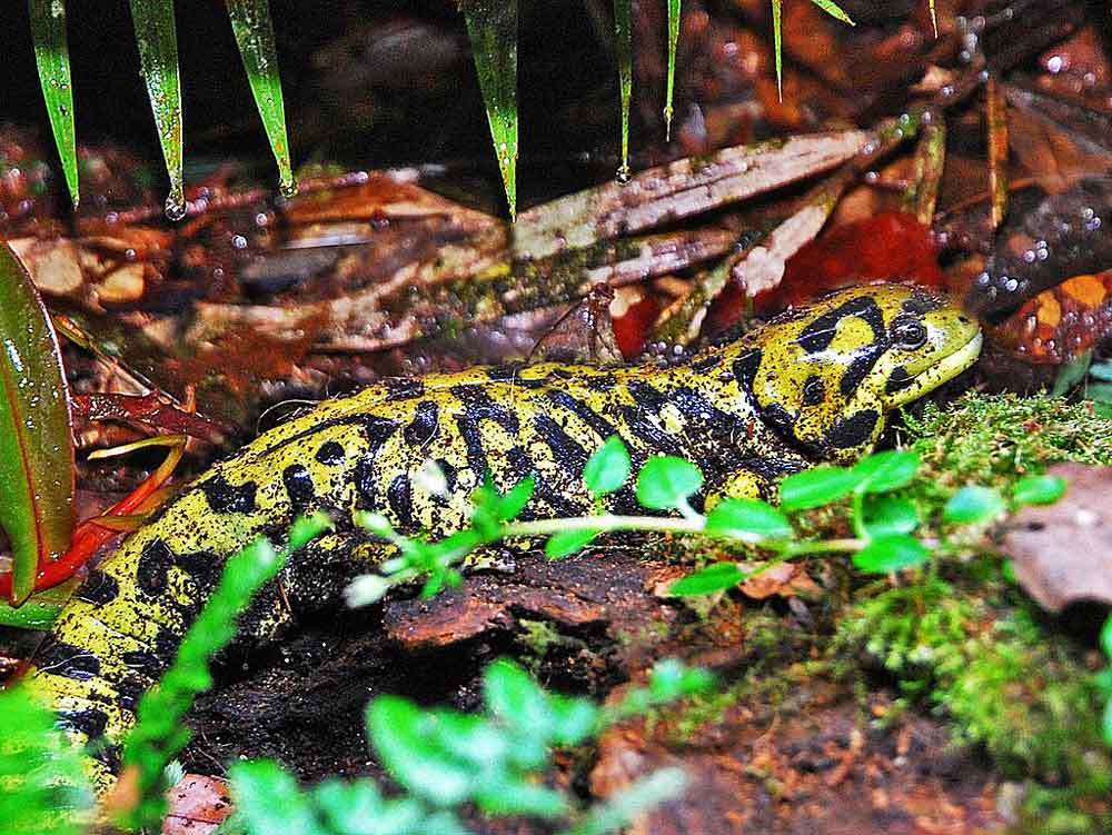 Reduced Hydroperiods Enhance California Tiger Salamander Populations Over Hybrids