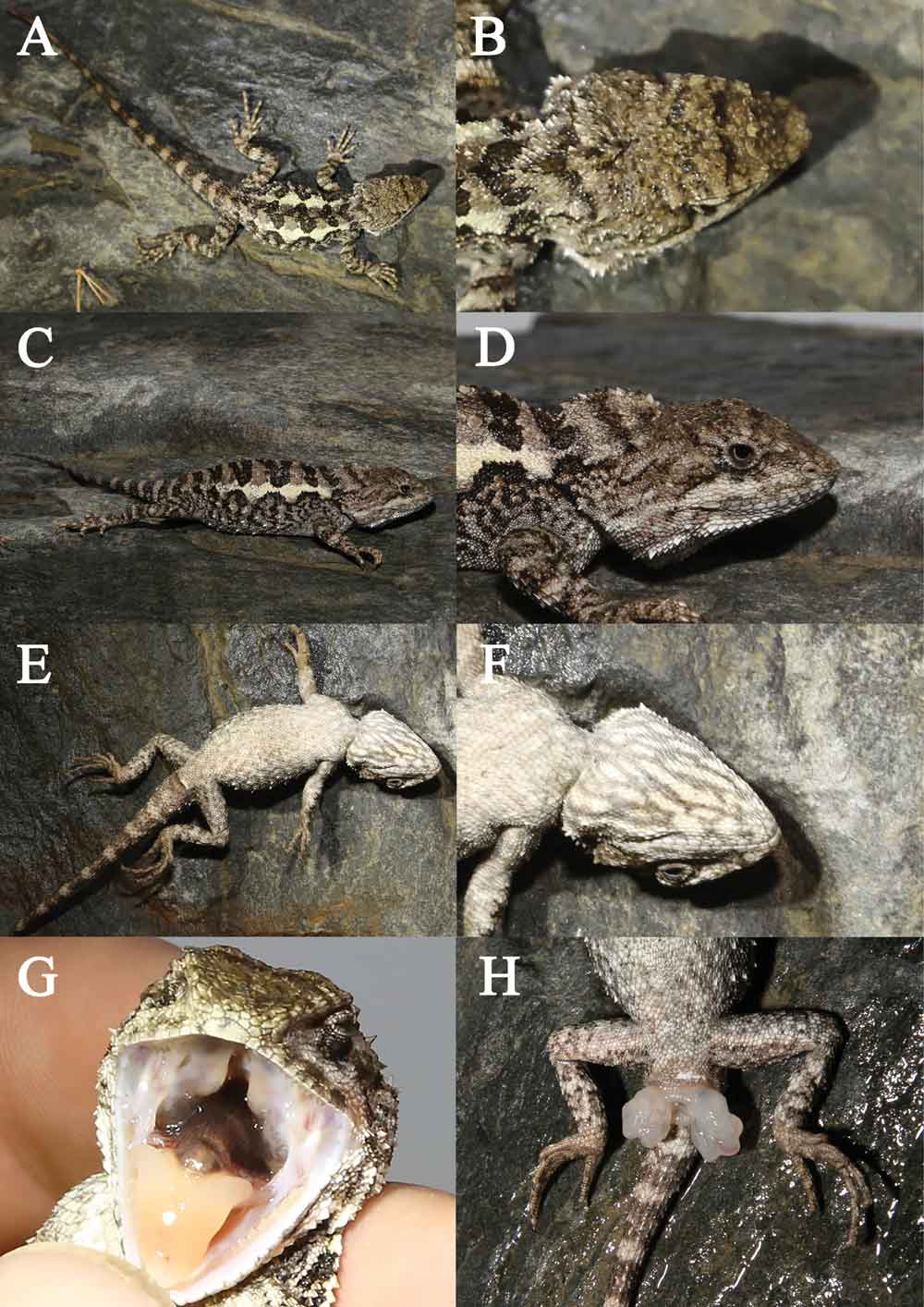 Diploderma bifluviale