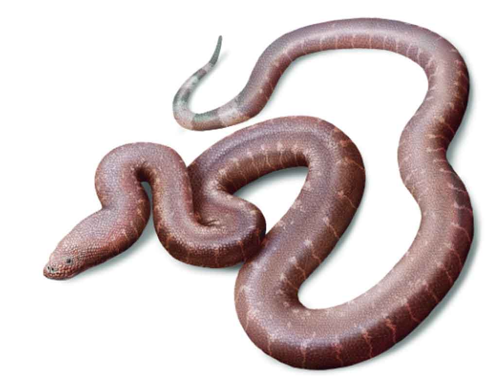37 Million-Year-Old Snake Species Discovered In England Described