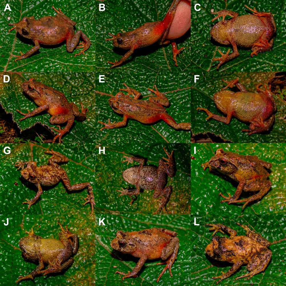 Phrynopus manuelriosi