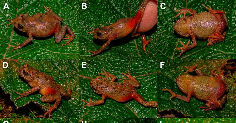 Two Frogs Native to Peru Described