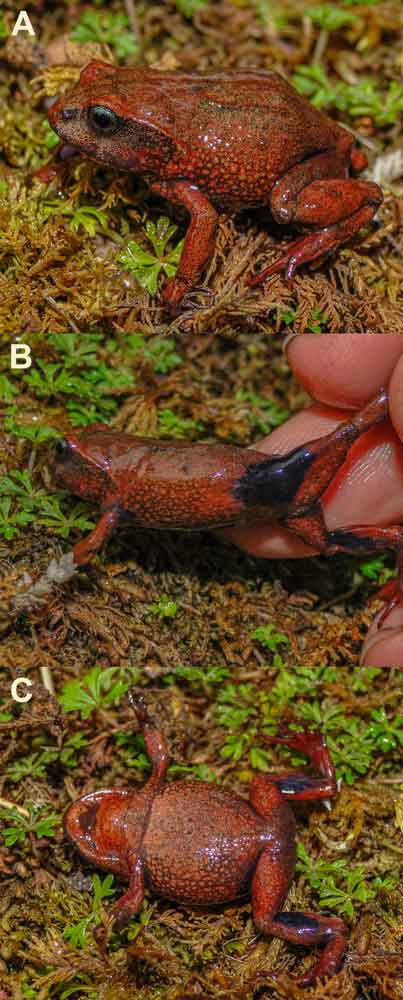 Phrynopus melanoinguinis