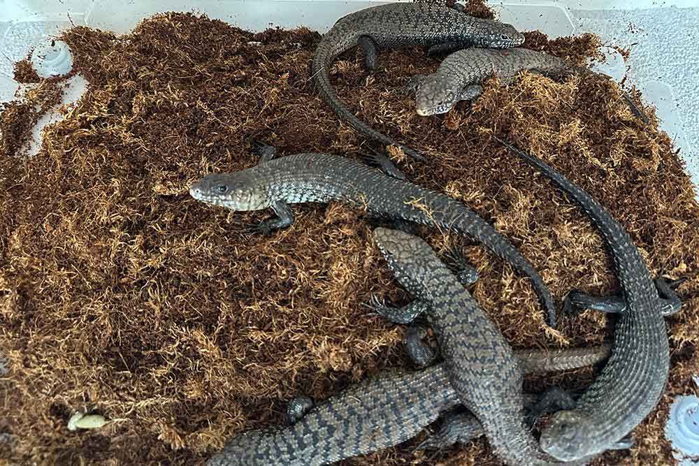 Reptile Smuggler Sentenced To 2.5+ Years In Prison