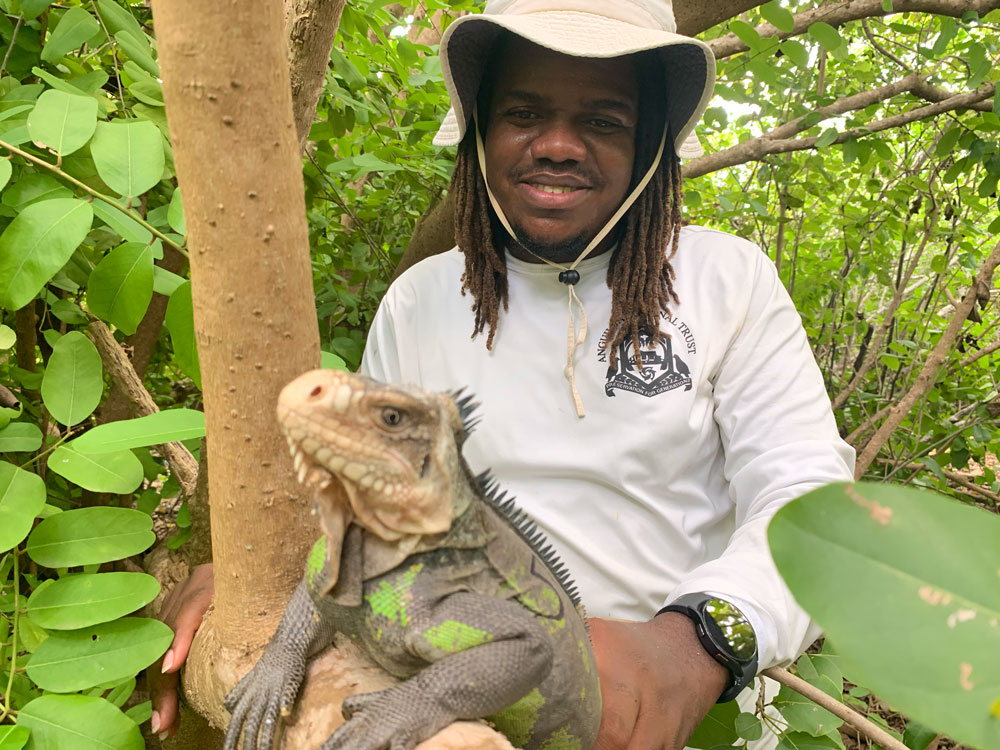 Lesser Antillean iguana.