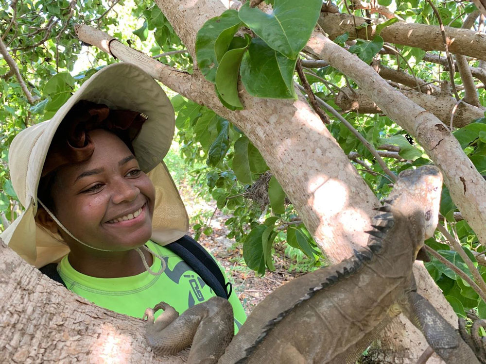 Lesser Antillean Iguana Established On Prickly Pear East Island Lesser Antillean Iguana Established On Prickly Pear East Island