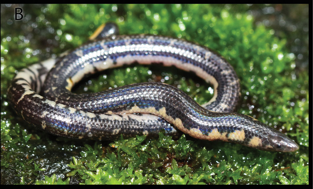 New Species Of Uropeltid Snake Of The Genus Rhinophis Described New Species Of Uropeltid Snake Of The Genus Rhinophis Described