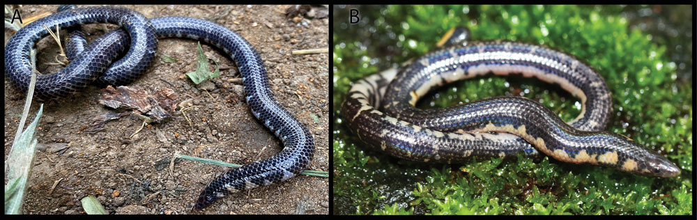 Rhinophis siruvaniensis