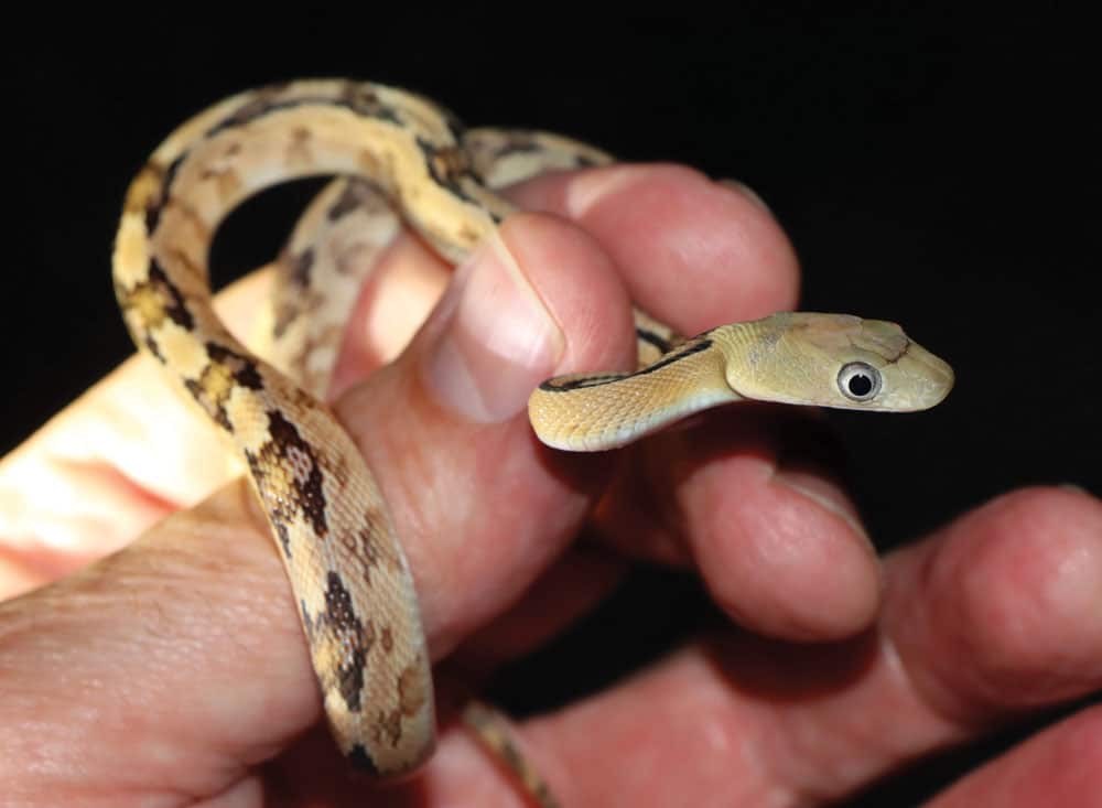 Trans Pecos rat snake
