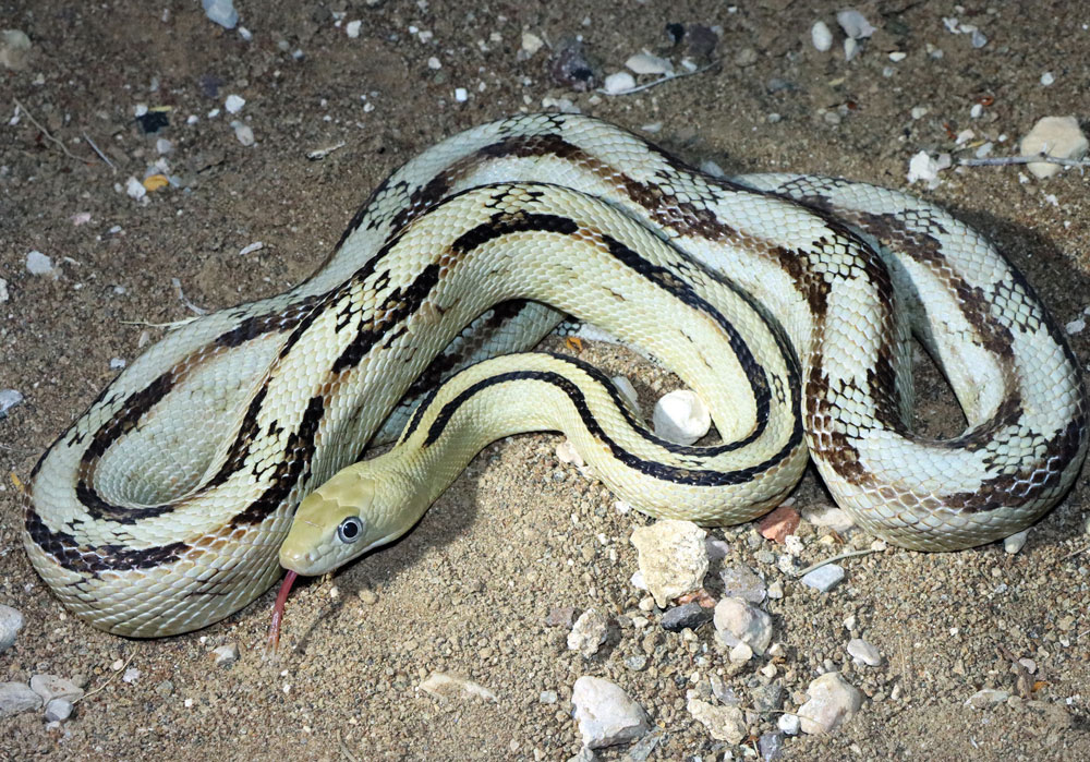 Trans-Pecos Rat Snake Natural History and Captive Care
