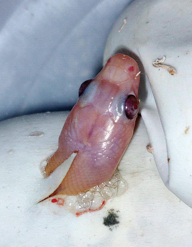 Trans pecos rat snake