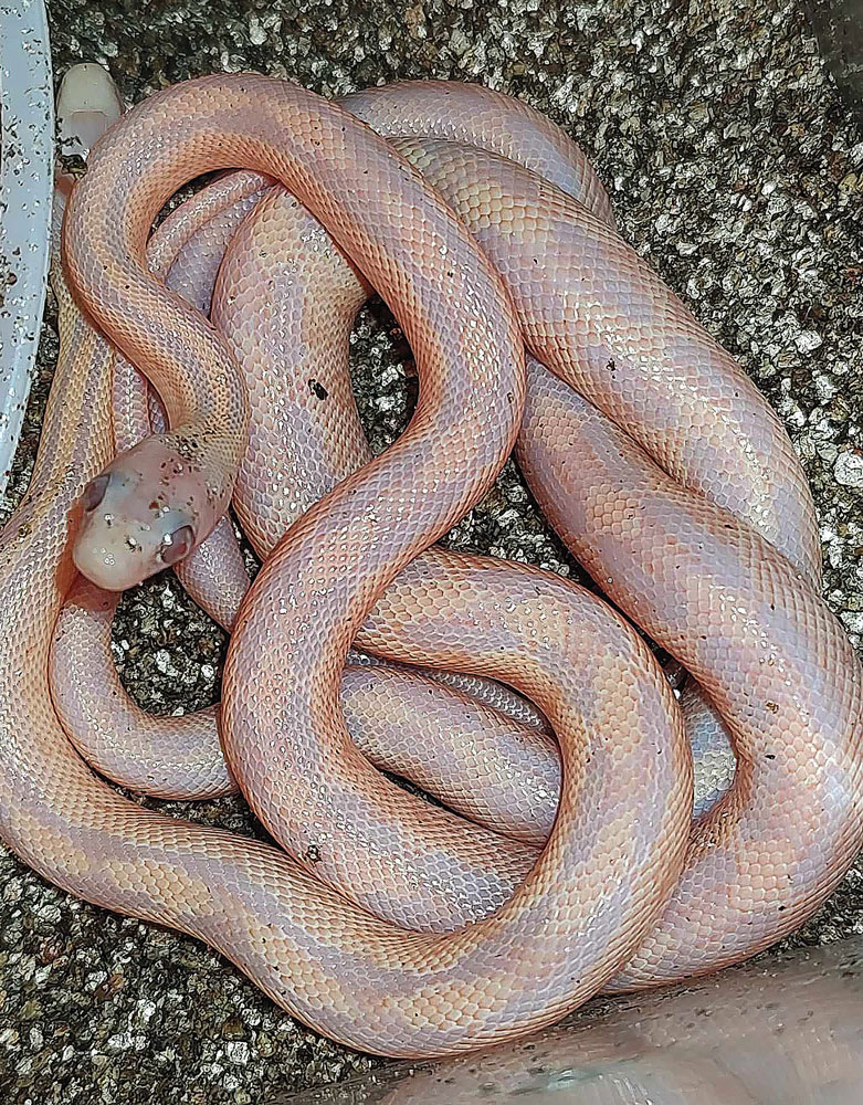 neonate albino subocs