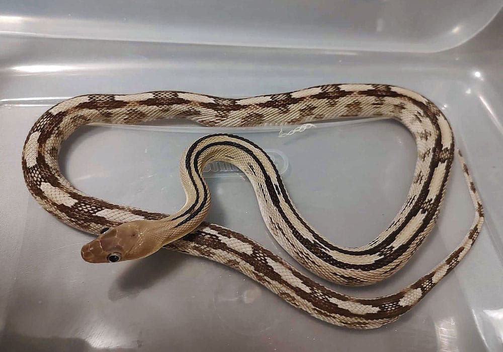 Trans pecos rat snake