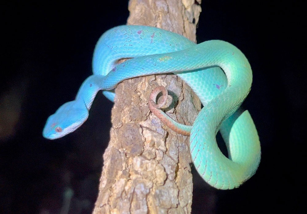 Zootopia 2 Spurs Online Sales of Venomous Blue Pit Viper in China Zootopia 2 Spurs Online Sales of Venomous Blue Pit Viper in China