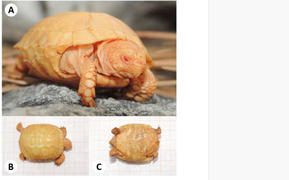 Amelanistic Spur-Thighed Tortoise Hatchling Sighted In Lebanon