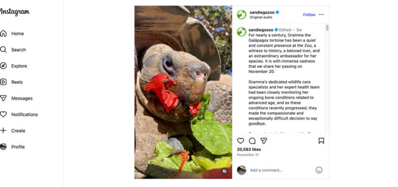 Gamma, San Diego Zoo's Extraordinary Galapagos Tortoise Ambassador