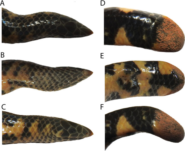 Rhinophis siruvaniensis