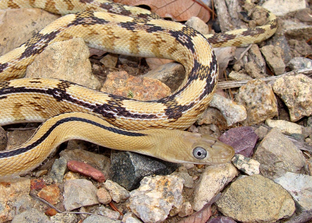 Bogertophis subocularis