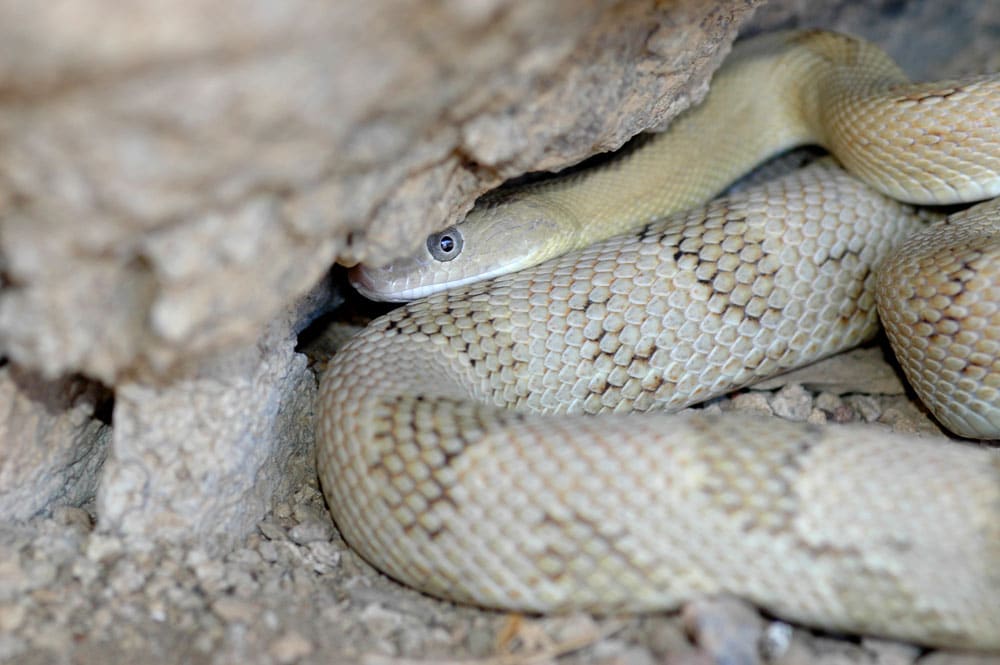 Trans pecos rat snake