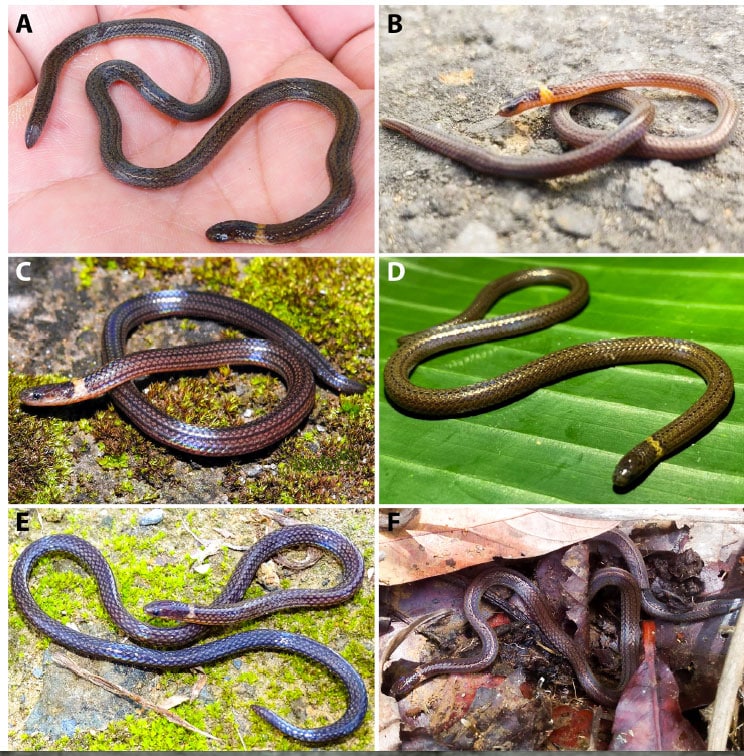 Calamaria mizoramensis