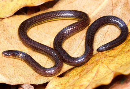 New Species of Calamaria Snake From India Described New Species of Calamaria Snake From India Described