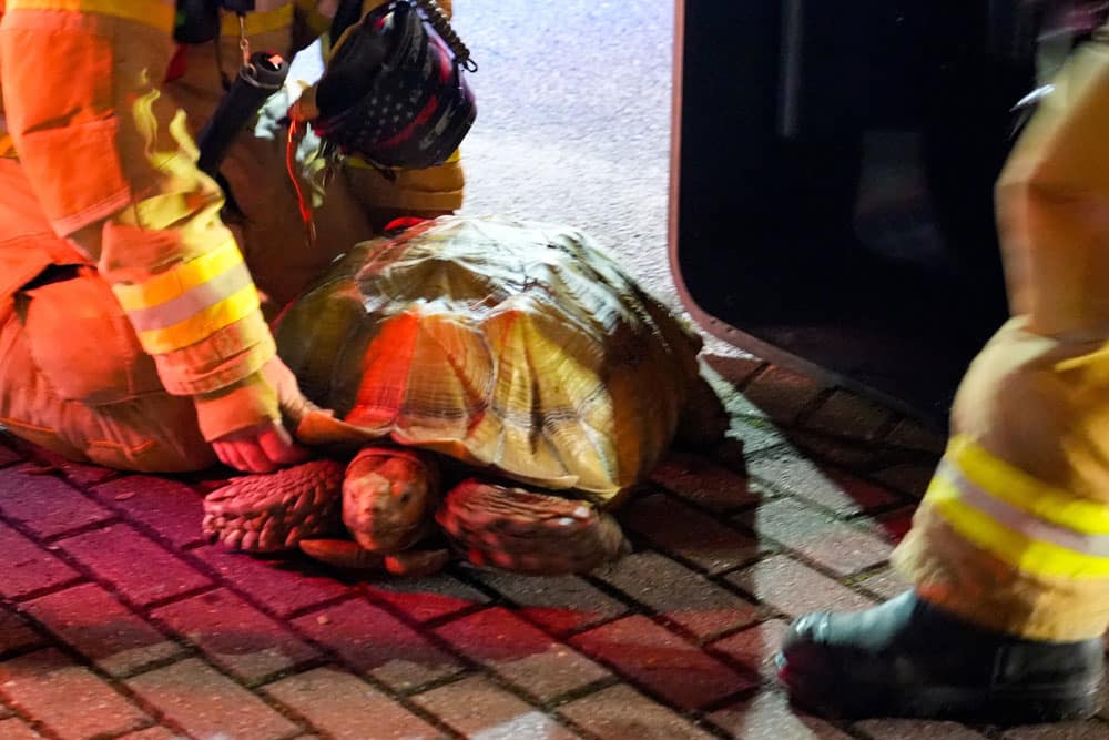 Sulcata Tortoise Saved From Santa Rosa Beach Florida House Fire