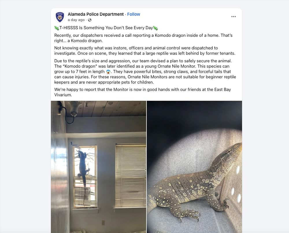 Komodo Dragon Reported In Vacant California Home Was Actually An Ornate Nile Monitor