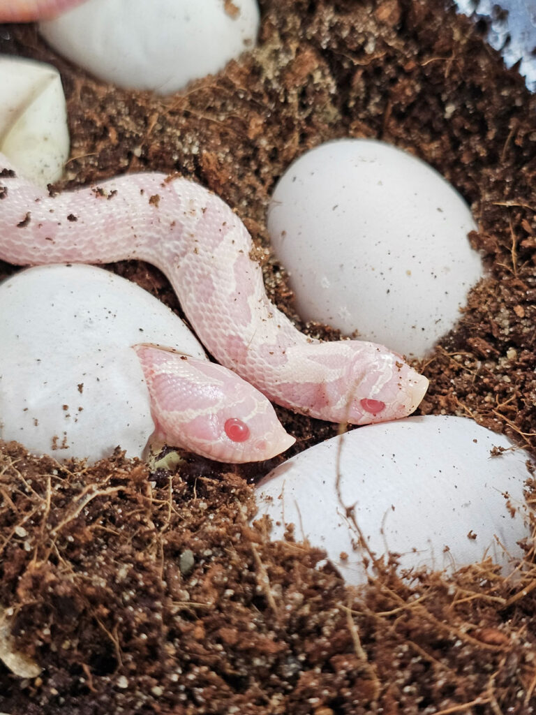 Picture of Western Hognose Snake Care And Breeding - Reptiles Magazine