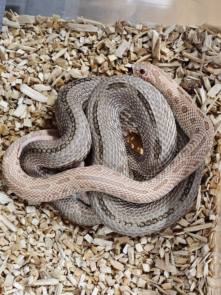 Hognose snake pairing