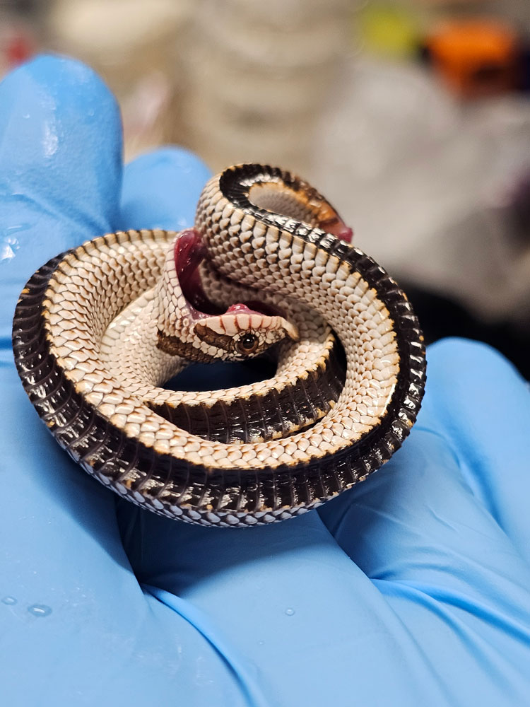 Hognose snake playing dead