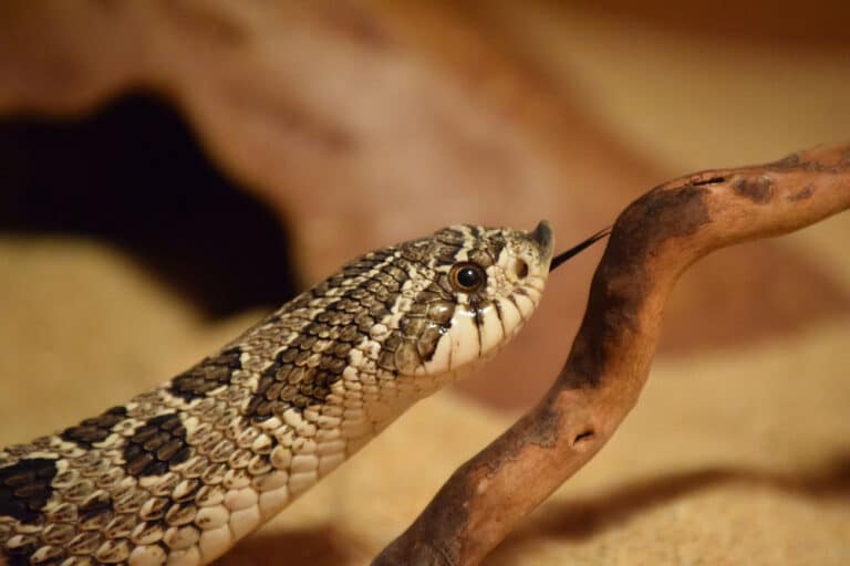 hognose snake