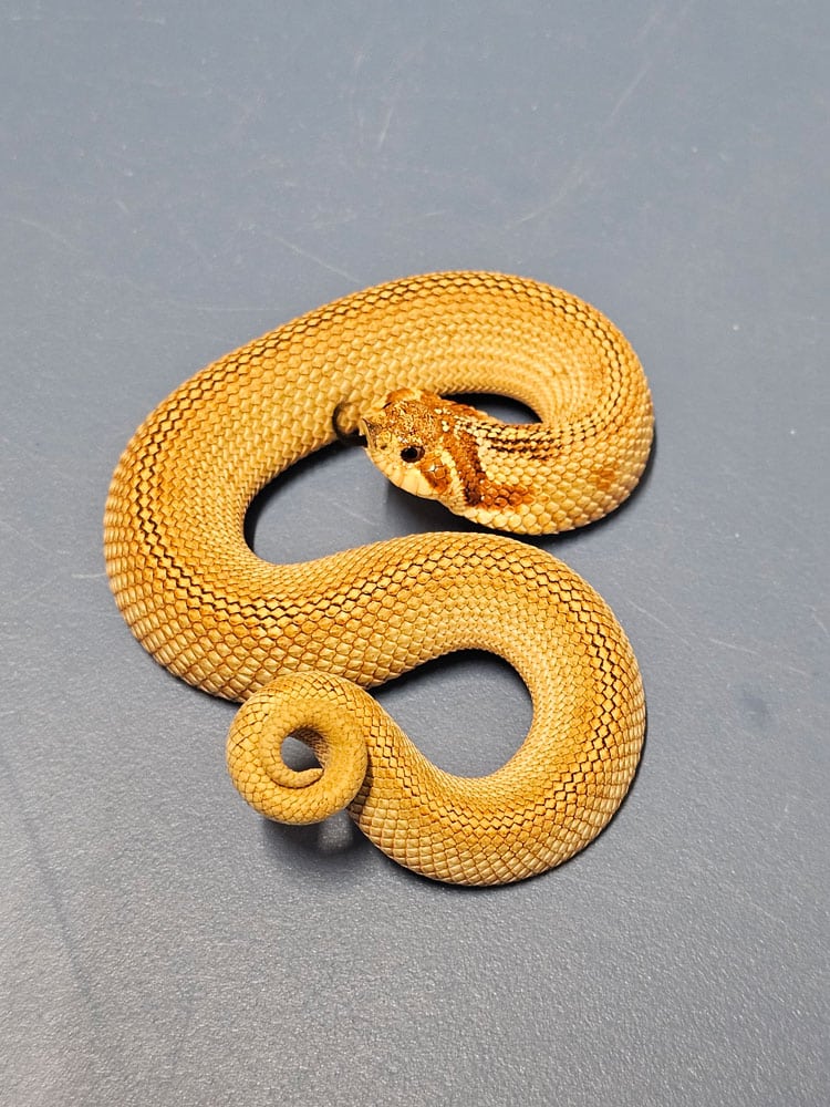 toffee phase hognose snake