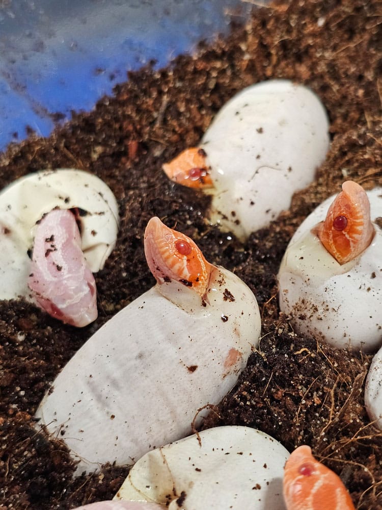 hognose snakes pipping