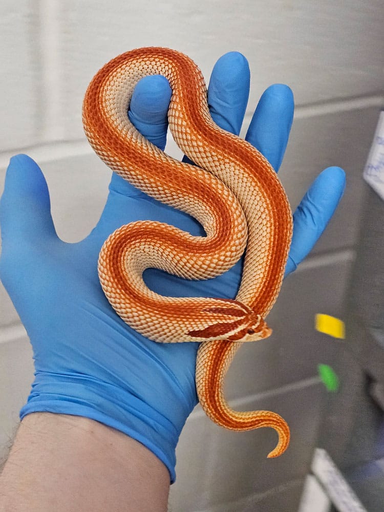 Striped hognose snake