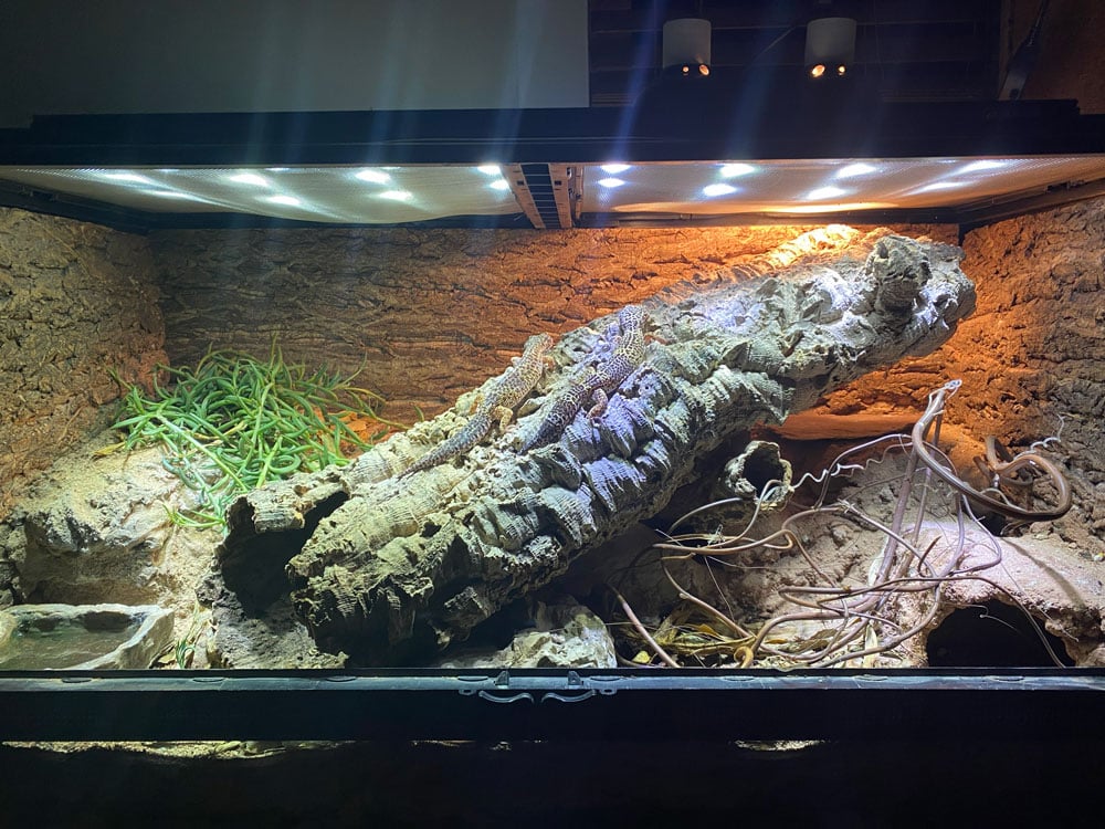 Zoo Med 40 Gallon ReptiHabitat Naturalistic Enclosure Build For Leopard Geckos