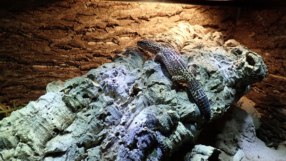 Zoo Med 40 Gallon ReptiHabitat