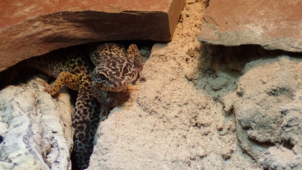 Zoo Med Excavator Clay