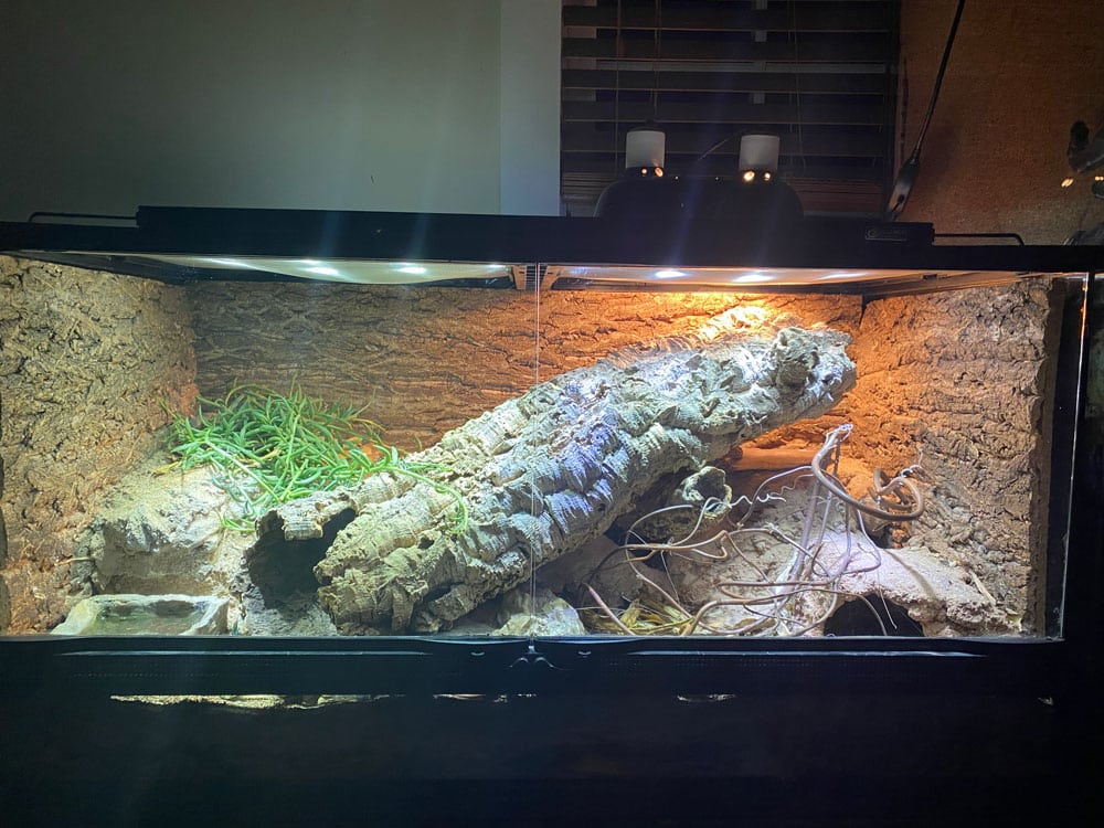 bioactive leopard gecko enclosure