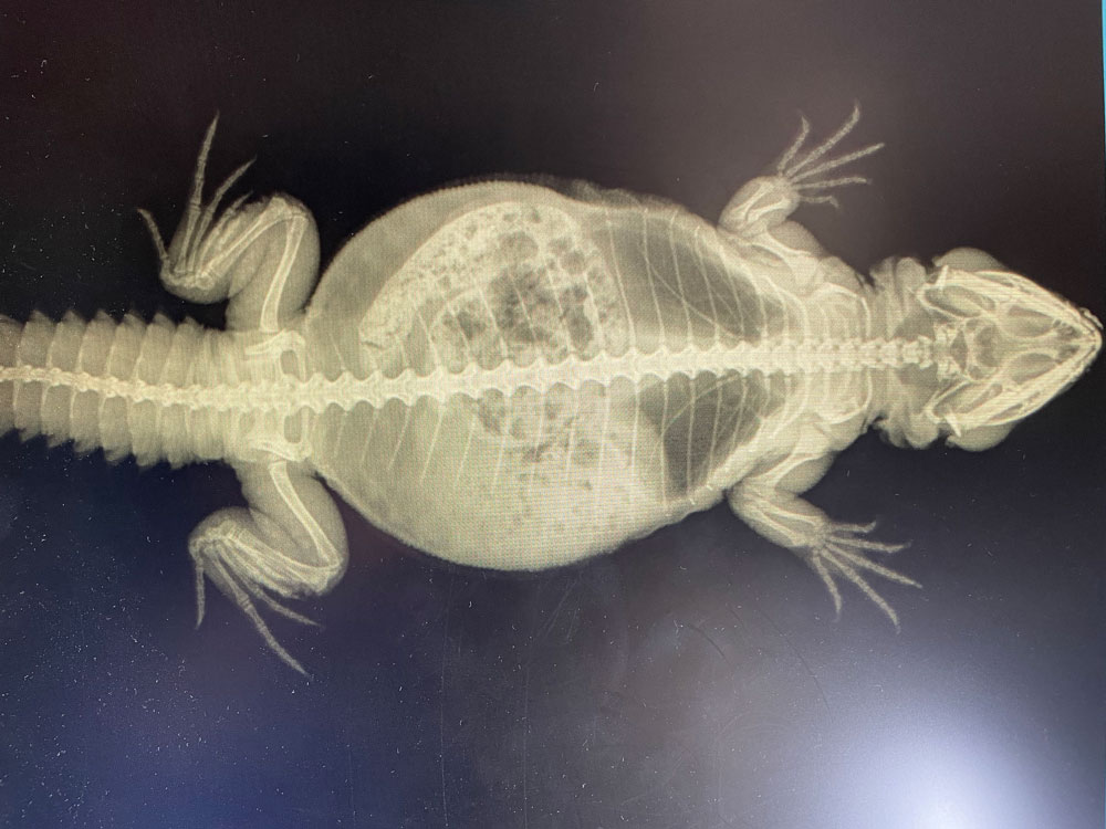 Reptile Respiratory Infections