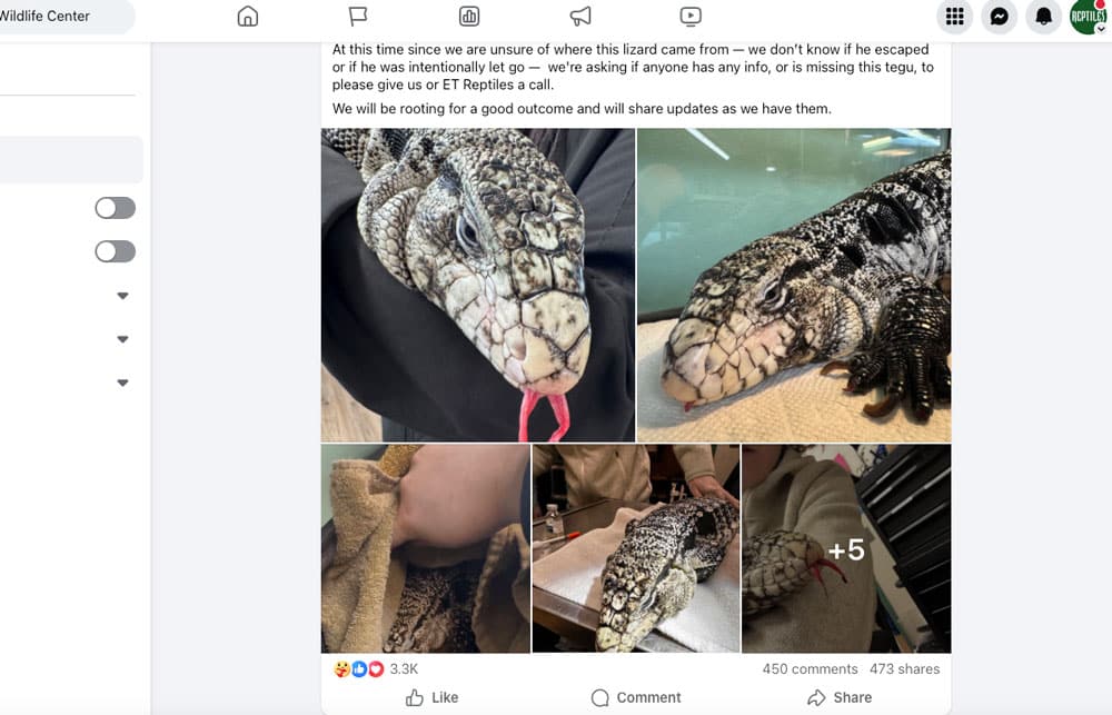 New England Man Finds Live Tegu Lizard While Shoveling Snow New England Man Finds Live Tegu Lizard While Shoveling Snow