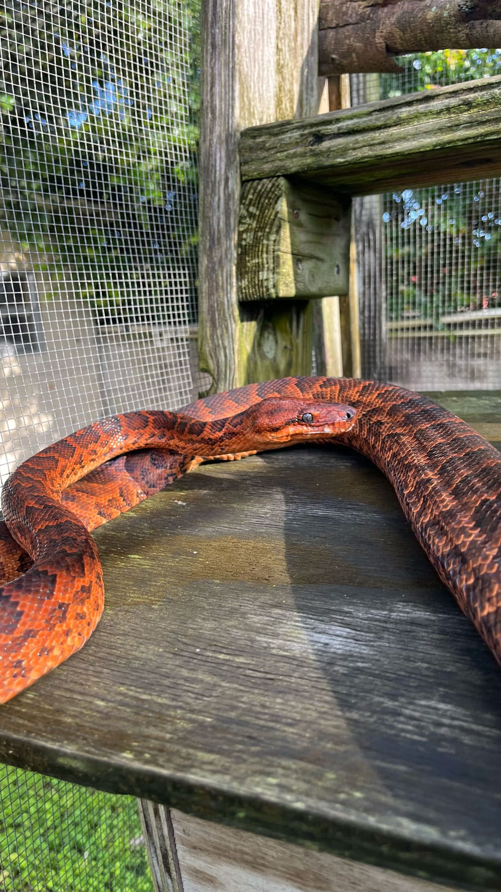 Dominican_Red_Mountain_Boa_