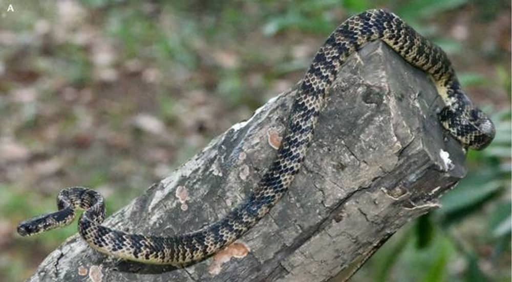 New Slug Eating Snake Species From China Described