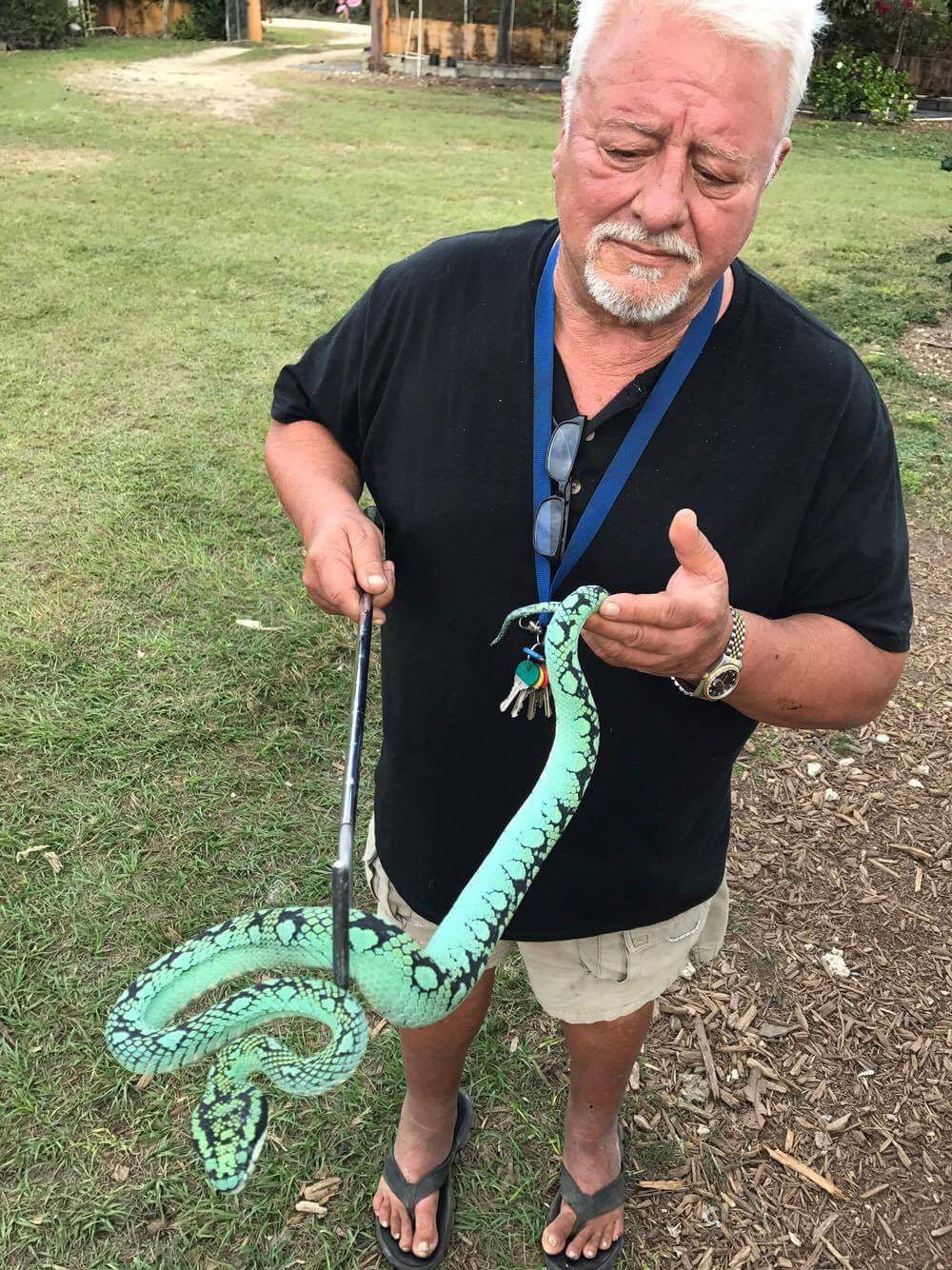 Sri Lankan Palm viper
