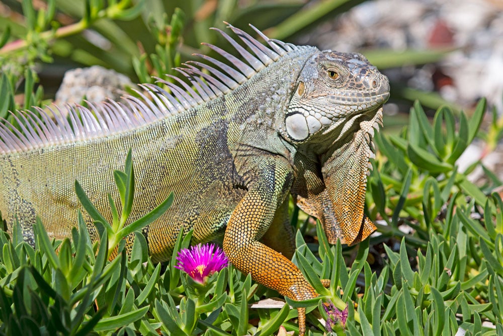 More than 2,000 Green Iguanas Collected During Florida FWC Collection Event This Past Weekend
