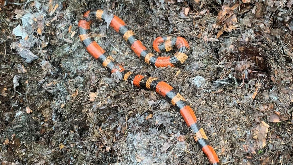 Milk Snake Found In England After Escaping 15 Months Ago