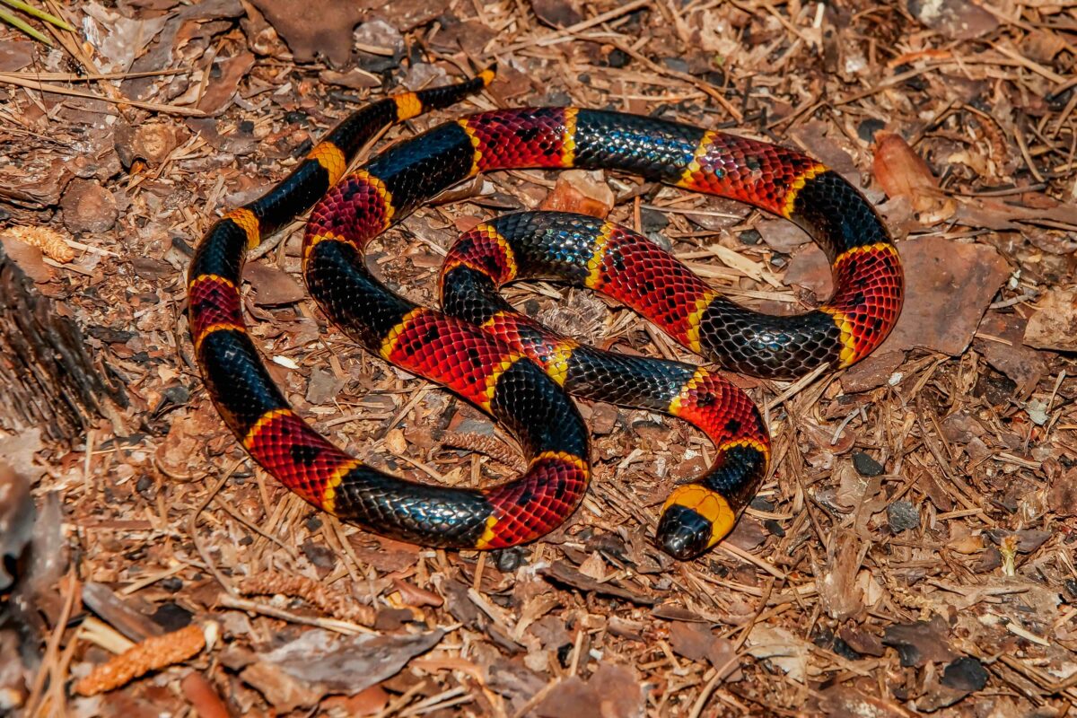 Eastern Coral Snake Information - Reptiles Magazine