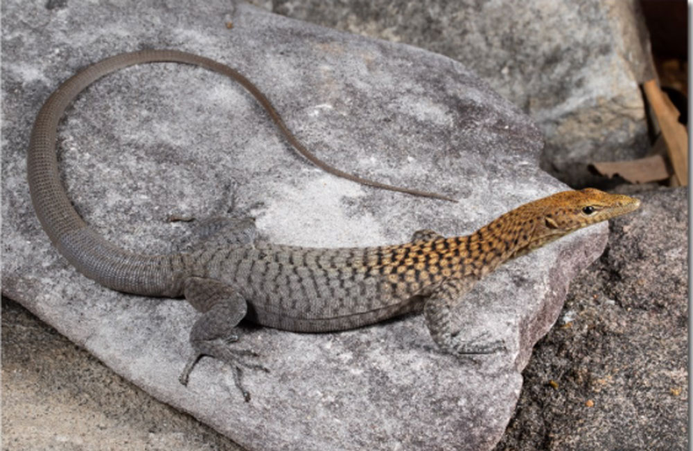 3 Varanus Rock Monitor Lizard Species Discovered in Australia