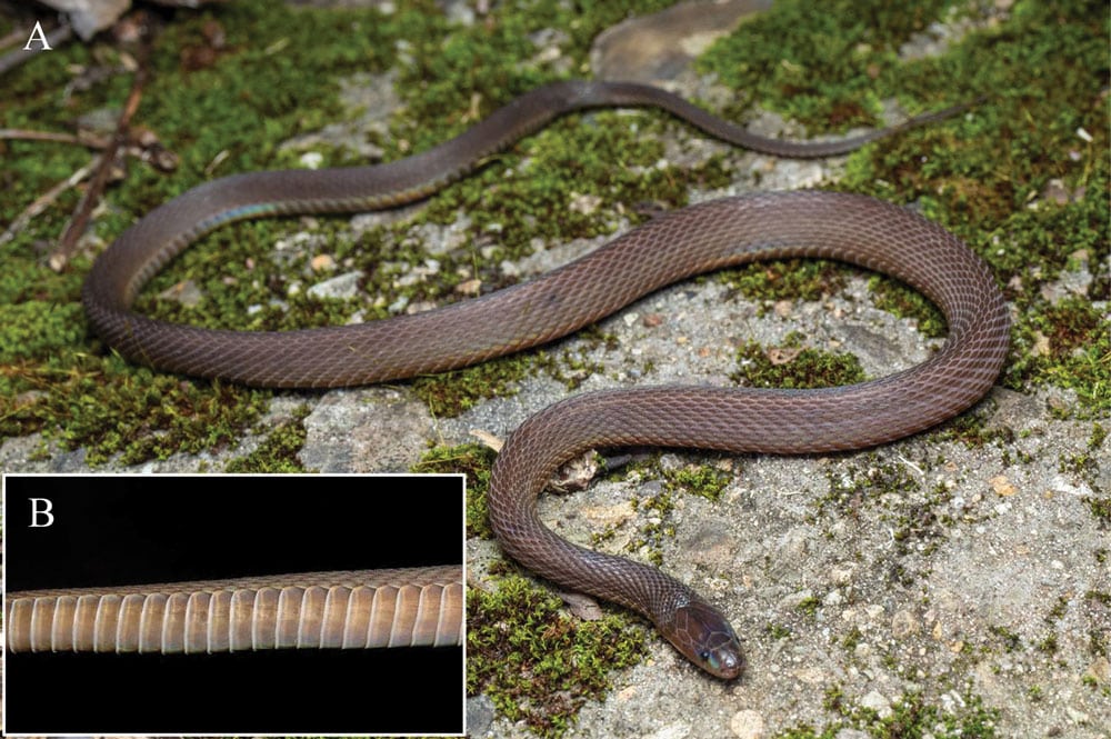 New Odd-Scaled Snake Species From The Achalinus Genus China Described New Odd-Scaled Snake Species From The Achalinus Genus China Described