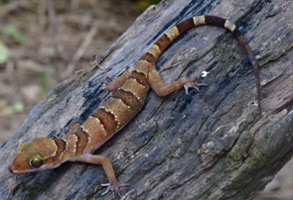 New Species Of Cyrtodactylus intermedius Discovered In Cambodia