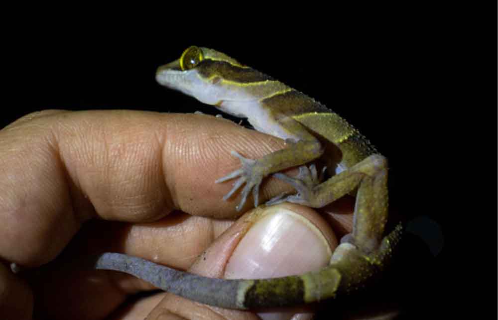 Cyrtodactylus kampingpoiensis